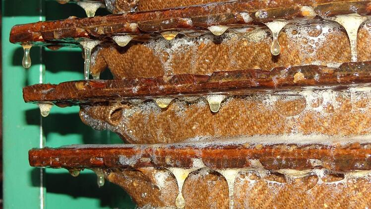 Da tropft der Saft aus den Eberner Äpfeln.