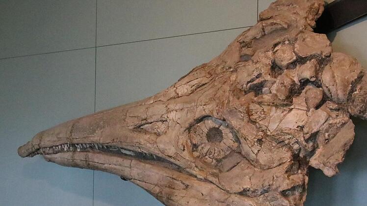 Eines der eindrucksvollsten Exponate des Banzer Klostermuseums ist der versteinerte Kopf eine Fischsauriers, der 1841 bei Bauarbeiten am Main bei Unnersdorf gefunden wurde.Matthias Einwag