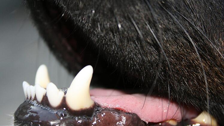 Für das Gemeindegebiet Ahorn wurde einen neue Hundehaltersatzung verabschiedet. Foto: pixabay/Heikelr