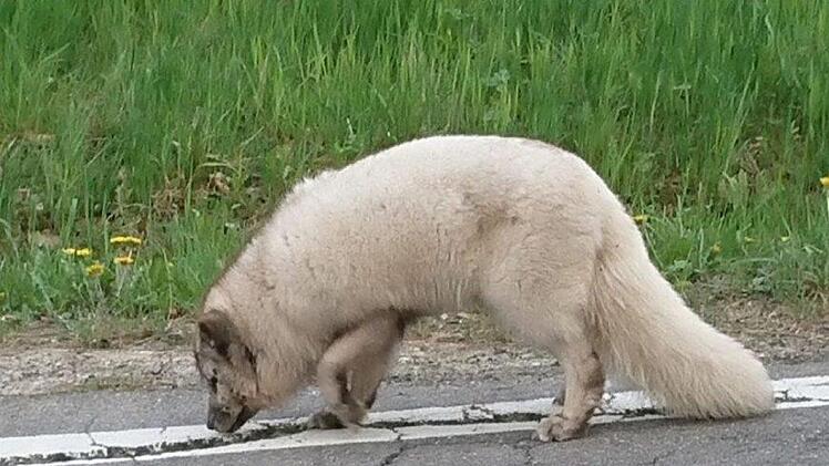 Ungew&ouml;hnlicher Tierfund im mittelfr&auml;nkischen Colmberg (Landkreis Ansbach). Die Polizei ermittelte: Wem geh&ouml;rt dieser Polarfuchs? Jetzt ist die Herkunft des Tieres gekl&auml;rt. Foto: Polizeiinspektion Ansbach