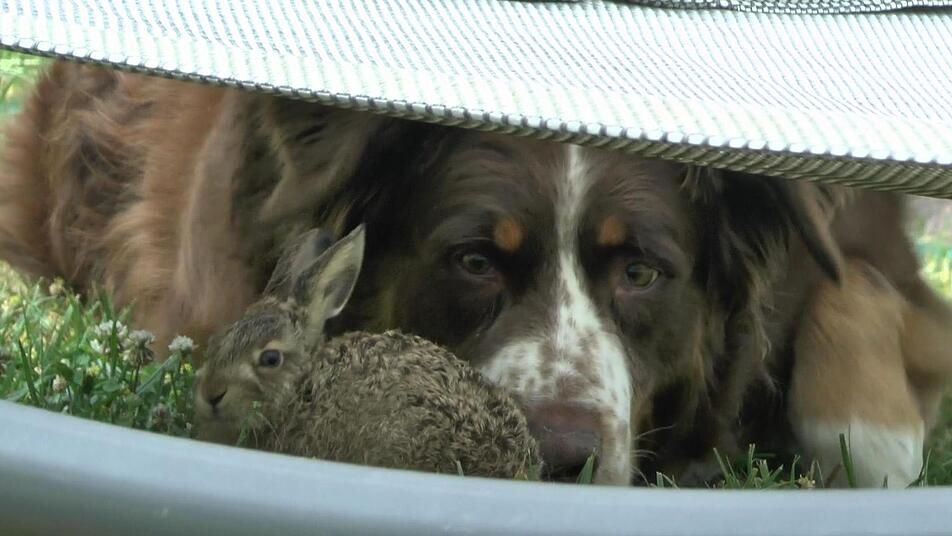 Australian-Shepherd-Mix Lasko kümmert  sich rührig um den kleinen Feldhasen und lässt ihn nicht aus den Augen.Christian Licha