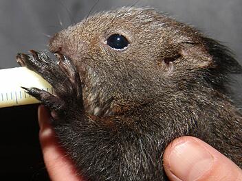 Selbstbewusst greift das Eichhörnchen nach der Milchpipette und nuckelt. Schon in sechs Wochen soll das Junge so weit sein, dass es nach einer Eingewöhnungszeit im Auswilderungskäfig in die Freiheit entlassen werden kann. Fotos: Sonja Adam