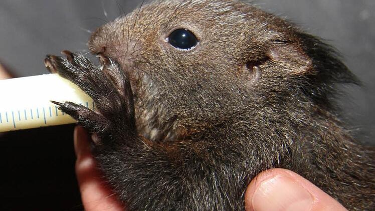 Selbstbewusst greift das Eichhörnchen nach der Milchpipette und nuckelt. Schon in sechs Wochen soll das Junge so weit sein, dass es nach einer Eingewöhnungszeit im Auswilderungskäfig in die Freiheit entlassen werden kann. Fotos: Sonja Adam