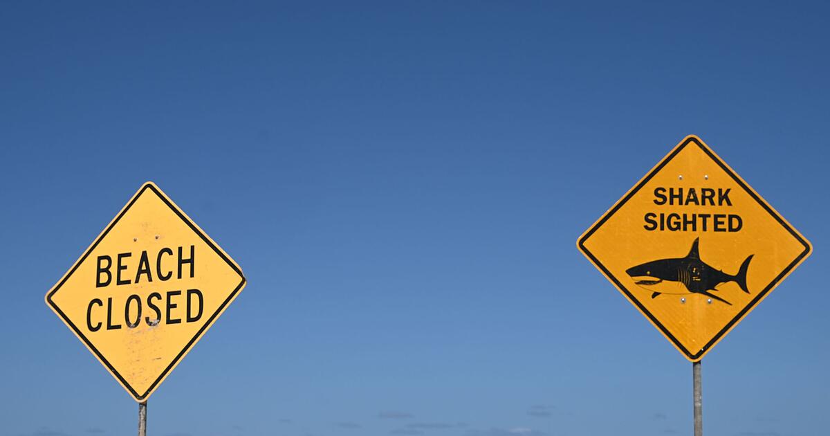 Haiattacke-in-Australien-Frau-stirbt-Mann-schwer-verletzt