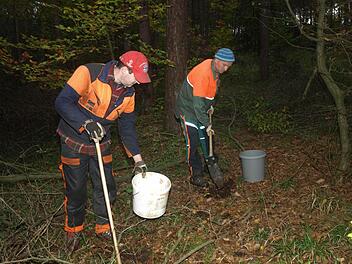 Nachhaltige Wirtschaft: Die Forstwirte Thomas Morawietz (links) und Stefan Kuhn (rechts) bringen Walnüsse als Unterbau in Buchenbestände am Rannunger Berg in Rottershausen ein. Foto: Stefan Geiger