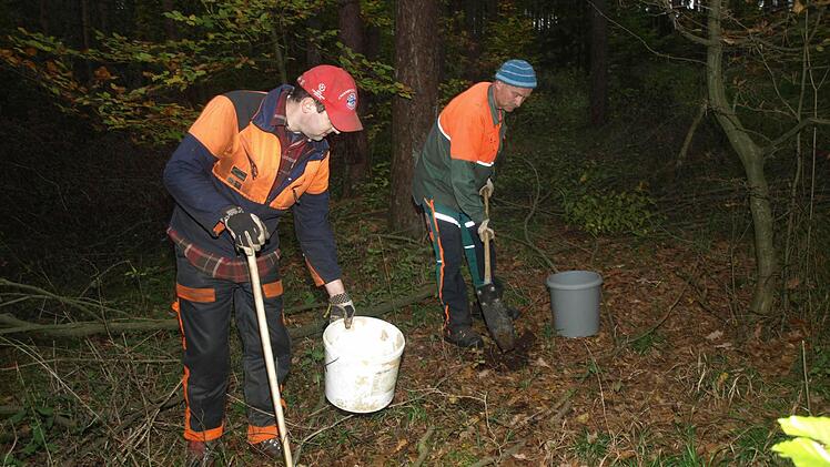 Nachhaltige Wirtschaft: Die Forstwirte Thomas Morawietz (links) und Stefan Kuhn (rechts) bringen Walnüsse als Unterbau in Buchenbestände am Rannunger Berg in Rottershausen ein. Foto: Stefan Geiger