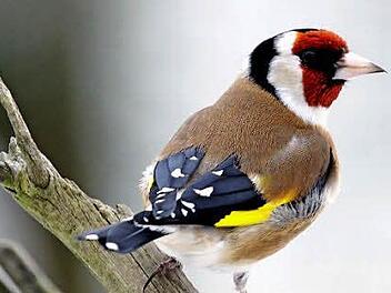 Vögel wie der Stieglitz brauchen einen Lebensraum. In diesem Jahr will der Bund Naturschutz viele "Oasen der Arenvielfalt" schaffen. Das Jahresprogramm der Organisation liegt jetzt vor.  Foto: Bund Naturschutz