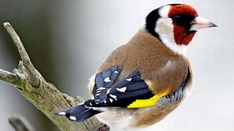 Vögel wie der Stieglitz brauchen einen Lebensraum. In diesem Jahr will der Bund Naturschutz viele "Oasen der Arenvielfalt" schaffen. Das Jahresprogramm der Organisation liegt jetzt vor.  Foto: Bund Naturschutz