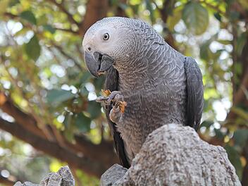 African grey Papagei