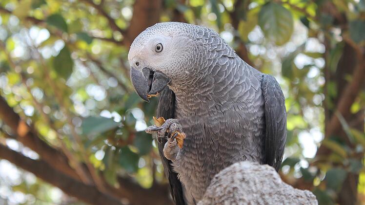 African grey Papagei