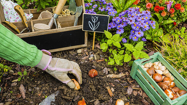 Gartenarbeit im Februar