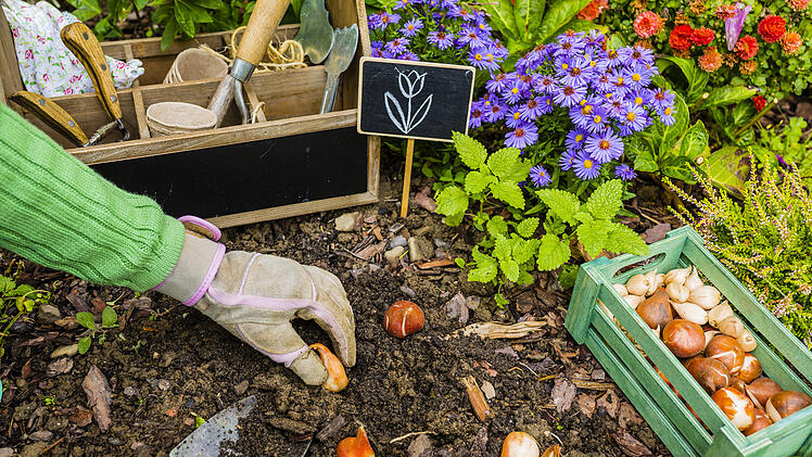 Gartenarbeit im Februar