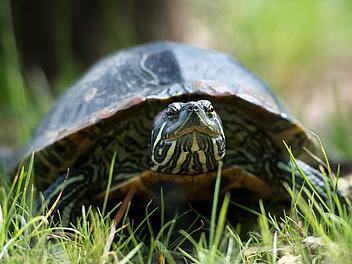 Sie kann sich nicht erkl&auml;ren, woher die Schildkr&ouml;te kam - doch nach einem Biss des Tieres verlor eine 53-J&auml;hrige in Duisburg die Kontrolle &uuml;ber ihr Fahrzeug. Die Schildkr&ouml;te blieb unverletzt. Symbolbild: Daniel Naupold/dpa