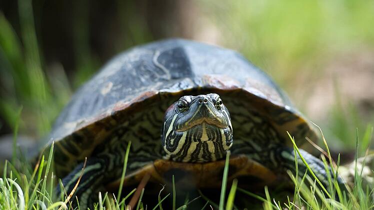 Sie kann sich nicht erkl&auml;ren, woher die Schildkr&ouml;te kam - doch nach einem Biss des Tieres verlor eine 53-J&auml;hrige in Duisburg die Kontrolle &uuml;ber ihr Fahrzeug. Die Schildkr&ouml;te blieb unverletzt. Symbolbild: Daniel Naupold/dpa