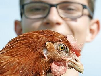 Hannes Rügheimer mit Freiland-Huhn. Seit Januar darf Hühnern der Schnabel nicht mehr kupiert werden. In der reinen Stallhaltung ist das ein Problem, denn Hühner sind ihrer Abstammung nach Raubvögel. Sie fressen Körner und kleines Getier wie Würmer, picken sich aber auch gegenseitig und können dadurch sogar zu Tode kommen. Deswegen brauchen sie das wache Auge ihres Besitzers und Ablenkung: Quetschhafer zum Picken.