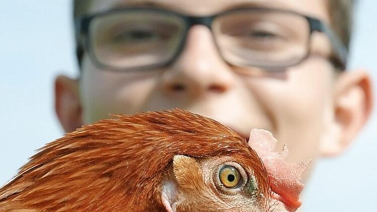 Hannes Rügheimer mit Freiland-Huhn. Seit Januar darf Hühnern der Schnabel nicht mehr kupiert werden. In der reinen Stallhaltung ist das ein Problem, denn Hühner sind ihrer Abstammung nach Raubvögel. Sie fressen Körner und kleines Getier wie Würmer, picken sich aber auch gegenseitig und können dadurch sogar zu Tode kommen. Deswegen brauchen sie das wache Auge ihres Besitzers und Ablenkung: Quetschhafer zum Picken.