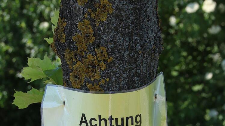 Spaziergänger werden vor den Raupen gewarnt.Matthias Einwag