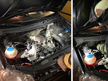 Oerlenbach: Feuerwehr rückt zu ungewöhnlichem Einsatz aus - "vermutlich Katze auf Dach"