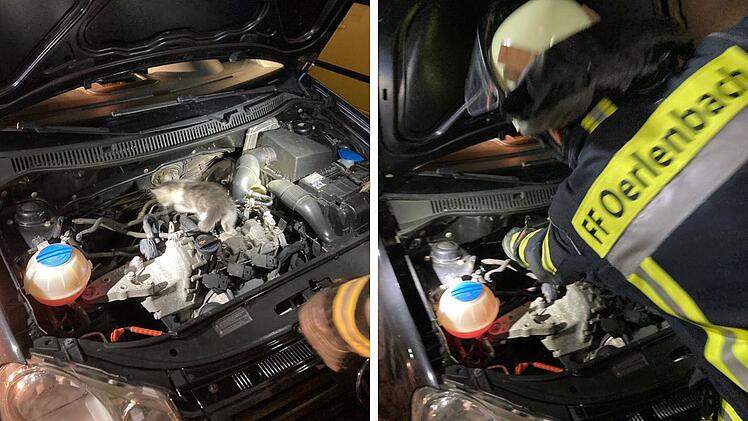 Oerlenbach: Feuerwehr rückt zu ungewöhnlichem Einsatz aus - "vermutlich Katze auf Dach"