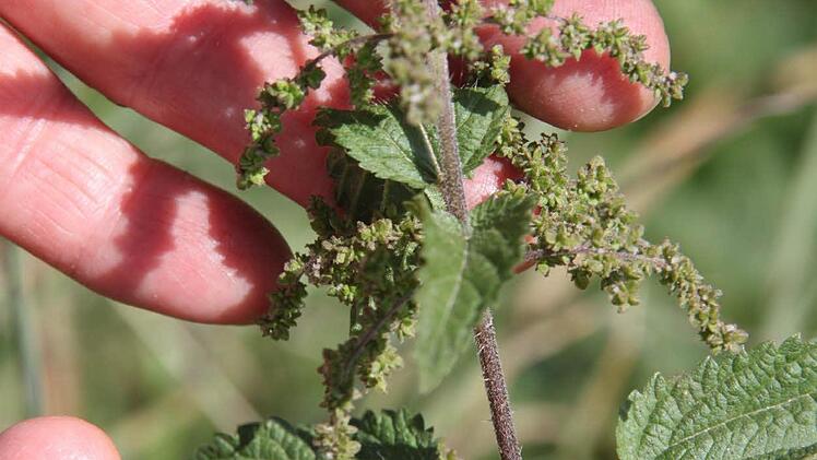 Brennnesselfrucht: Man verwendet die die Früchte der weiblichen Pflanzen, die wie Trauben herunterhängen. Sie kommen in Salat, Müsli, Quark oder Kräuterbutter. Die Stoffe wirken entwässernd. Brennnesselfrüchte werden zur Blutreinigung verwendet.