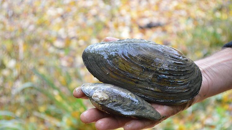 Riesige Teichmuscheln.Isolde Krapf