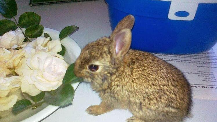 Kaninchenpflegling im Büro.