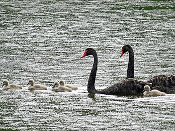 Die schwarzen Schwäne auf dem Schwanensee der Rosenau Mitte Juni mit ihrem NachwuchsFoto: Jochen Berger