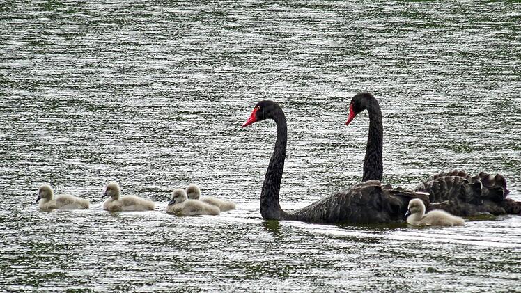 Die schwarzen Schwäne auf dem Schwanensee der Rosenau Mitte Juni mit ihrem NachwuchsFoto: Jochen Berger