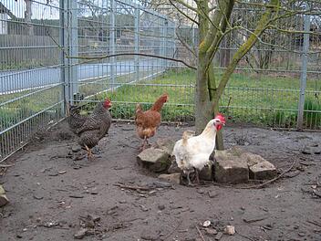 Damit man H&uuml;hner im eigenen Garten halten kann, gibt es einiges zu beachten. Johannes Wei&szlig; erkl&auml;rt, dass es dennoch f&uuml;r jeden die richtige H&uuml;hnerrasse gibt. Foto: Waltraud Enkert