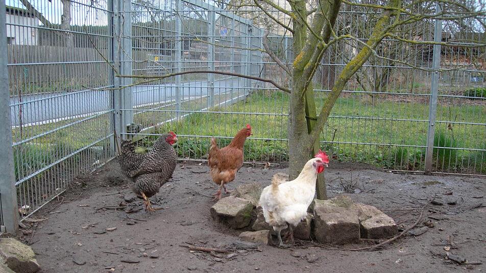 Damit man Hühner im eigenen Garten halten kann, gibt es einiges zu beachten. Johannes Weiß erklärt, dass es dennoch für jeden die richtige Hühnerrasse gibt. Foto: Waltraud Enkert Damit man Hühner im eigenen Garten halten kann, gibt es einiges zu beachten. Johannes Weiß erklärt, dass es dennoch für jeden die richtige Hühnerrasse gibt. Foto: Waltraud Enkert