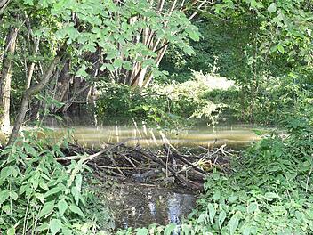 Der Biberteich zwischen Mistendorf und Zeegendorf. Er ist bequem von der Brücke aus am neuen Themenwanderweg Zeegenbachtal zu sehen. Ein Hinweisschild informiert über die streng geschützten Nagetiere.  Fotos: Ronald Rinklef