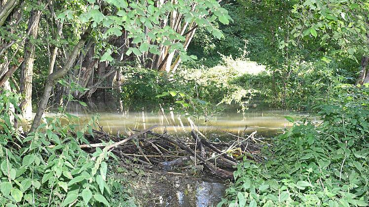 Der Biberteich zwischen Mistendorf und Zeegendorf. Er ist bequem von der Brücke aus am neuen Themenwanderweg Zeegenbachtal zu sehen. Ein Hinweisschild informiert über die streng geschützten Nagetiere.  Fotos: Ronald Rinklef
