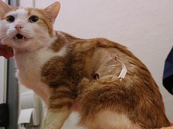 Kater Paul ist noch nicht überm Berg: Mit dem Schlauch pumpten die Tiermediziner Flüssigkeit aus der Lunge.  Fotos: Sebastian Schanz