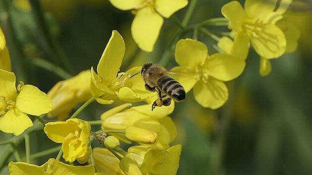 Eine Biene fliegt zu den Rapsblüten.    Symbolfoto: Uschi Dugulin/Pixabay