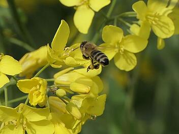 Eine Biene fliegt zu den Rapsblüten.    Symbolfoto: Uschi Dugulin/Pixabay