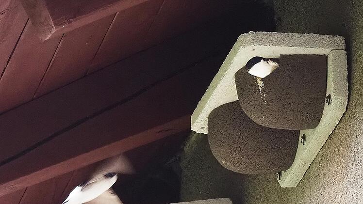 An Simones Haus in der Egerländer Straße Nisten schon einige Schwalben. Dafür hat sie vorgefertigte Nester gekauft und angebracht.