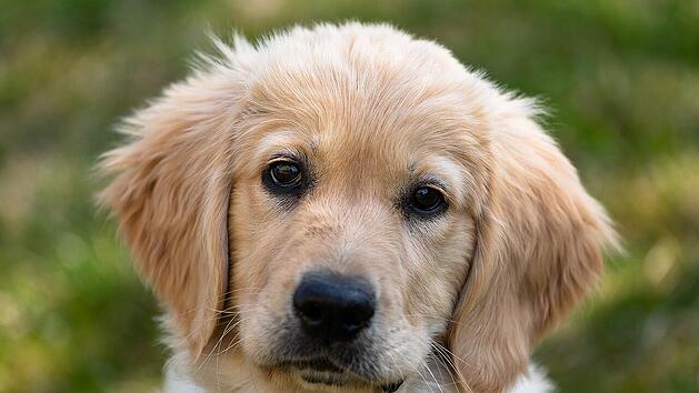 Ehescheidung: Wie teilt man sich einen Hund?