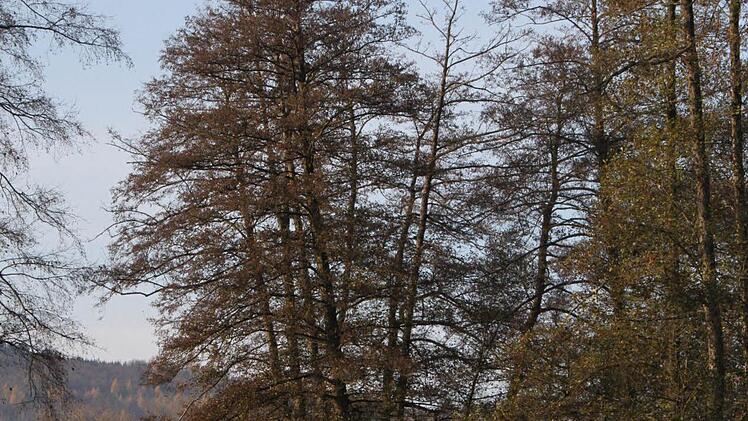 Ein Stück weiter am Sinnufer sind ein paar Bäume mit Brandkrustenpilz befallen.