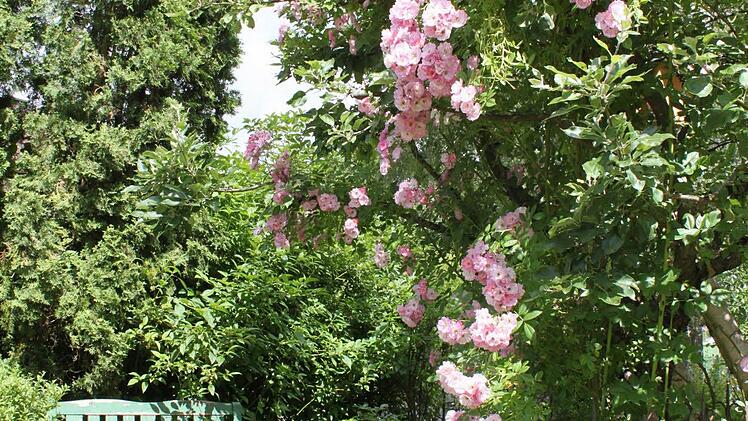 Den kleinen Apfelbaum sieht man vor lauter Rosenblüten kaum.