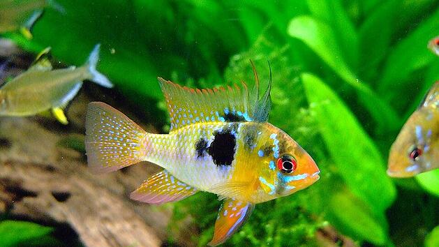 Ein Schmetterlingsbuntbarsch besetzt im Aquarium ein Revier und duldet keine männlichen Artgenossen. Wir haben Tipps rund ums Aquarium für dich.
