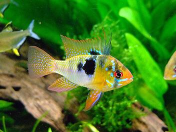 Ein Schmetterlingsbuntbarsch besetzt im Aquarium ein Revier und duldet keine männlichen Artgenossen. Wir haben Tipps rund ums Aquarium für dich.