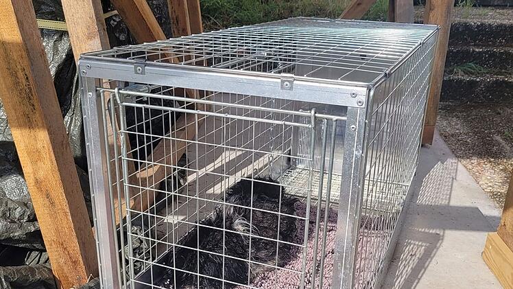 Tierheim Kulmbach: Acht verängstigte Hunde ausgesetzt - "um sich geschnappt und gebissen"