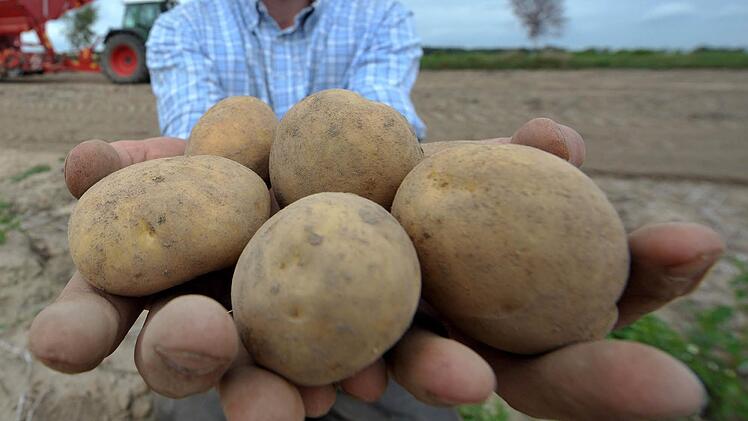 Symbolbild der Kartoffelernte (Foto: Armin Weigel/dpa)