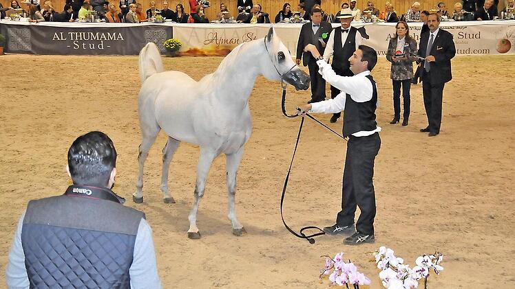 Die Crème de la crème der internationalen Araberzucht trifft sich beim All Nations Cup in Aachen.