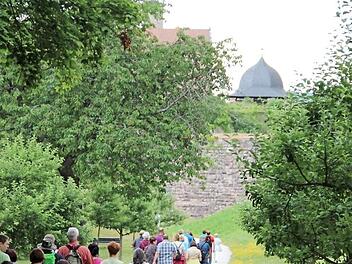 Im Buchwald hinter der Plassenburg gibt es viel zu entdecken. Fotos: Katharina Müller-Sanke