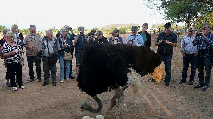 : Intelligente Vögel; bevor er aufsitzt zählt hier der Strauß seine Eier. Foto: Günther Geiling