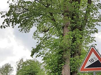 Der Weingartsteig ist das wohl umstrittenste Forchheimer Baugebiet. Foto: Ekkehard Roepert