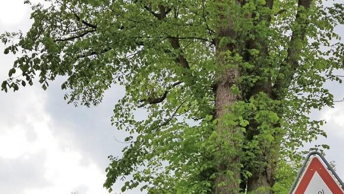 Der Weingartsteig ist das wohl umstrittenste Forchheimer Baugebiet. Foto: Ekkehard Roepert