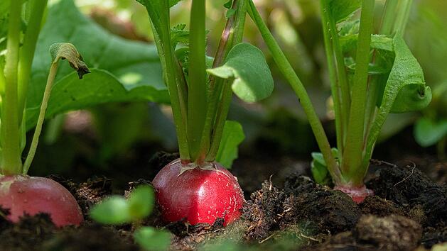 Garten-Tipps im August