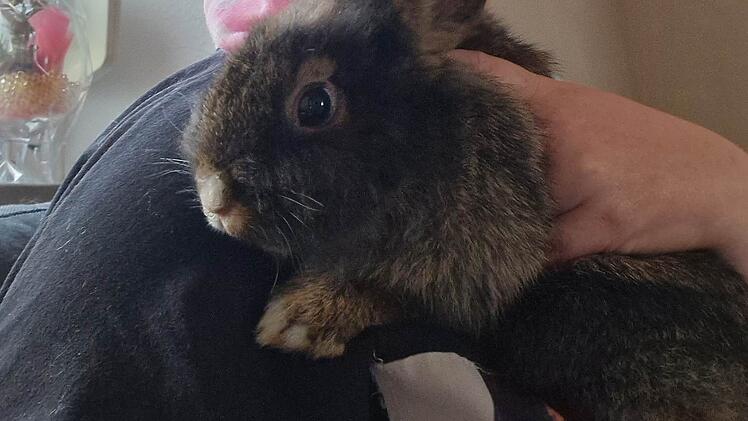 Albertshausen: Gestohlenes Haustier von 7-J&auml;hriger pl&ouml;tzlich wieder da - Mutter &auml;u&szlig;ert Verdacht